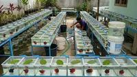 9 Jenis Ternak Hemat Biaya di Lahan 1x2 Meter Hasil Menjanjikan, Modal Kecil Untung Besar