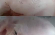 Babi Ini Berkepala Dua dan Punya Empat mata Satu-satunya di Dunia, Ternyata Begini Penyebabnya
