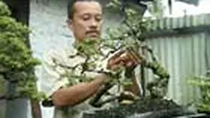 Di tengah-tengah aktivitas bekerja di PN Bantul, Yogyakarta, Hamam Haris meluangkan waktu merawat bonsai. Harga bonsai miliknya bisa mencapai jutaan rupiah.