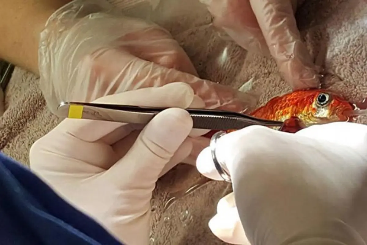 Selamatkan Ikan Mas 20 Tahun dari Tumor, Jutaan Rupiah Melayang