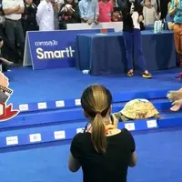 Di Dunia Nyata, Kura-kura Ini Menang Lomba Lari Melawan Kelinci 