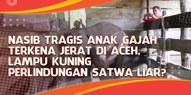 VIDEO: Nasib Tragis Anak Gajah Terkena Jerat di Aceh, Lampu Kuning Perlindungan Satwa Liar?