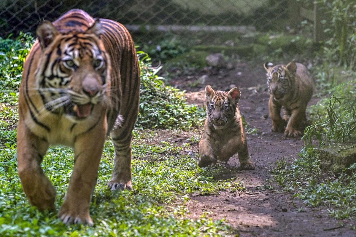 FOTO: Tingkah Menggemaskan Empat Anak Harimau Sumatra di Taman Safari Prigen