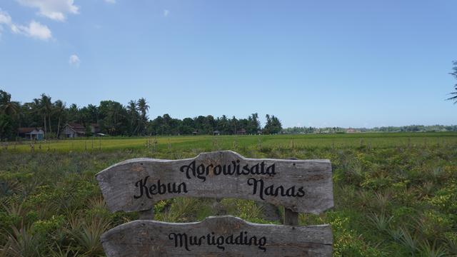 Agrowisata Nanas Bagong di Dusun Kurahan II, Desa Murtigading
