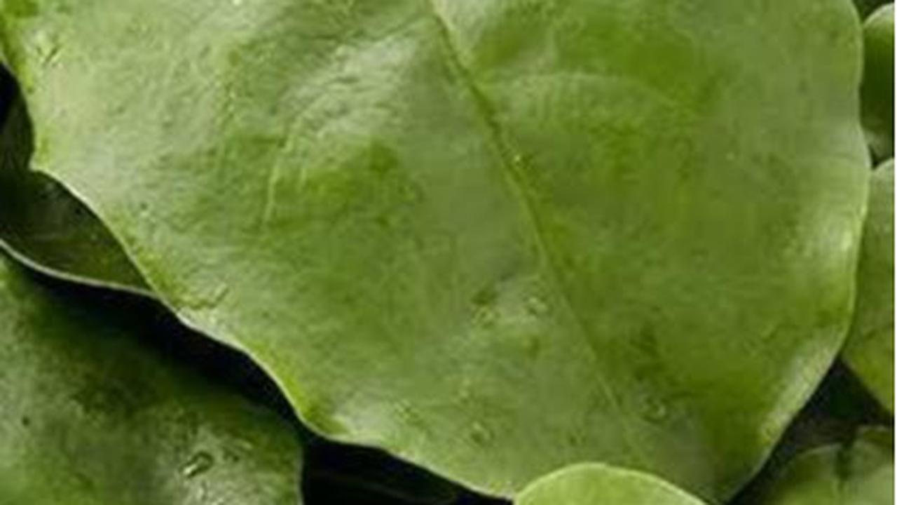 daun binahong
