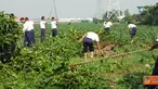 Citizen6, Surabaya: Sementara itu Perwira Pelaksana  (Palaksa) Denmako Kobangdikal, Mayor Marinir Muhammad Jais yang memimpin jalannya pembersihan eceng gondok mengatakan bahwa pembersihan ini akan  terus dilakukan.  (Pengirim: Penkobangdikal)