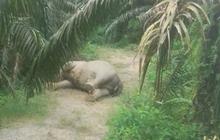 Lagi, Gajah Sumatra Ditemukan Mati di Kebun Sawit