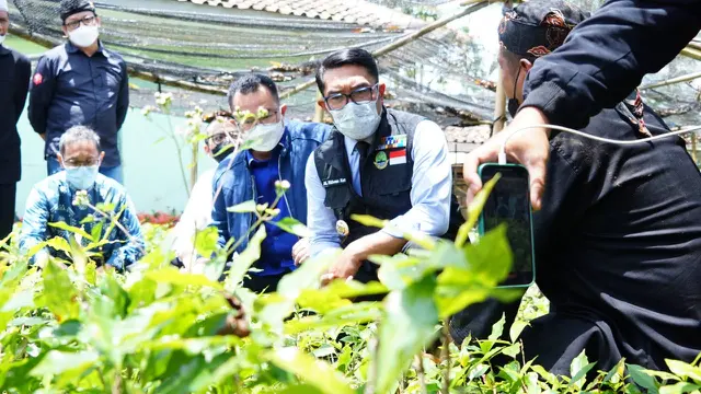 Rektor IPB Arif Satria bersama Gubernur Jawa Barat Ridwan Kamil, tengah melihat bibit tanaman kopi di sela-sela persiapan pelepasan ekspor kopi Arabika Garut ke Belanda, beberapa waktu lalu.
