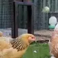 Seekor ayam raksasa yang diunggah ke media sosial oleh warga Kosovo, menjadi viral.