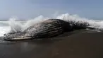 Seekor paus bungkuk sepanjang 32 kaki atau 10 meter terdampar di Pantai Pacifica, California, Selasa (5/5/2015). Ini merupakan paus kedua yang terdampar di kawasan California Utara dalam tiga pekan terakhir. (AFP PHOTO/Josh Edelson)