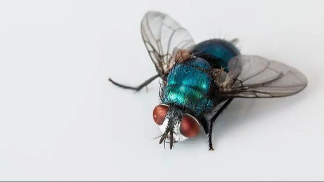 Easy Trick to Prevent Flies from Entering the House