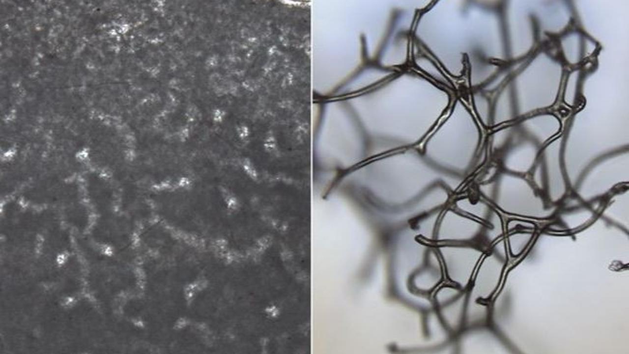 "Saya rasa ini bukan akhir dari cerita. Ini hanya awal dari fase yang sangat menarik," ujar Robert Rıdınguniversitas di University of Tennessee, Knoxville.