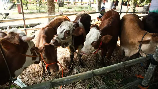 Jateng memiliki potensi peternakan yang bisa dikembangkan. (foto: Istimewa)