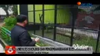 Pasangan singa afrika menjadi koleksi baru kebun binatang mini Taman Wisata Studi Lingkungan (TWSL) Kota Probolinggo. Kedua ekor singa ini merupakan hibah dari Taman Safari Indonesia 2 Prigen, Pasuruan.