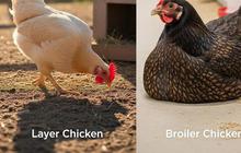 Perbandingan Lengkap Ayam Petelur & Pedaging: Mana yang Cocok untuk Pemula?