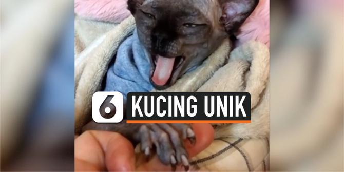 VIDEO: Menderita Hidrosefalus, Kucing Ini Terlihat Seperti Kelelawar