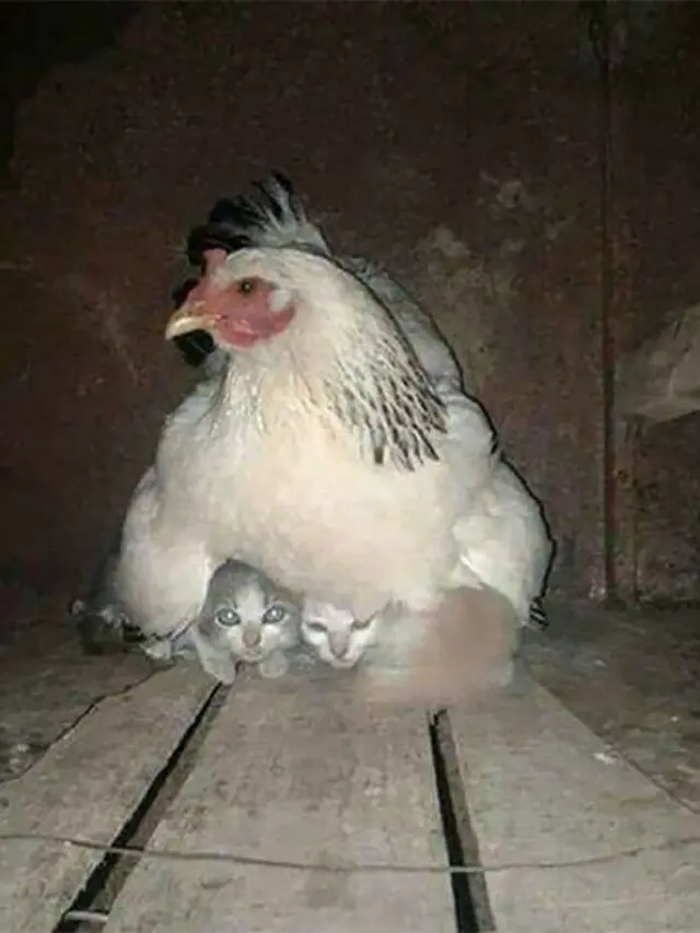 9 Potret Kucing Krisis Identitas Ini Bikin Geleng Kepala