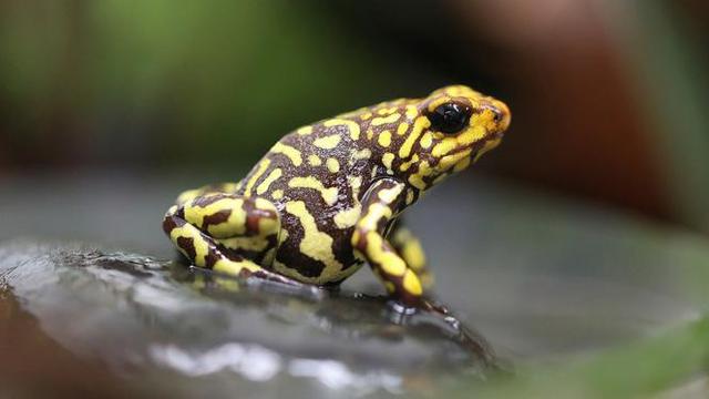 Oophaga histrionica kepala merah kecil terlihat di pusat penangkaran katak Tesoros de Colombia di Cundinamarca, Kolombia, Selasa (23/4/2019).