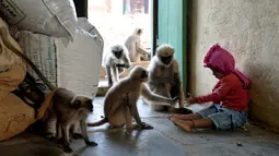 Samarth Bangari (2) memberi makan temannya yang merupakan kumpulan monyet di rumahnya di Allapur, India, 8 Desember 2017. Pertemanan Bangari yang tidak biasa ini diketahui saat bocah yitu terlihat bermain dengan dua lusin monyet. (Manjunath KIRAN/AFP)