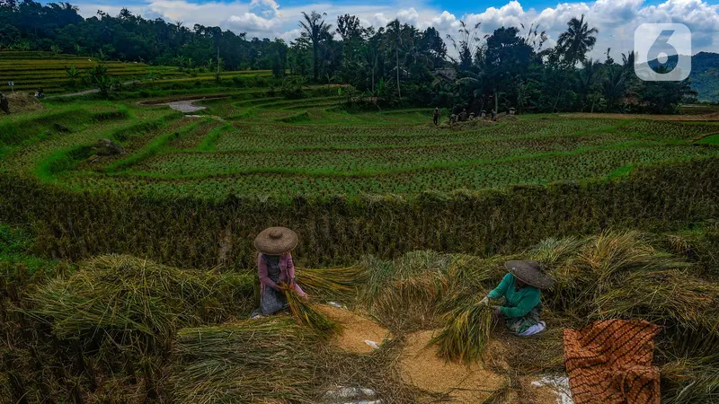 harga beras di tingkat penggilingan