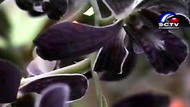 Anggrek di Provinsi Kalteng Terancam Punah - News Liputan6.com