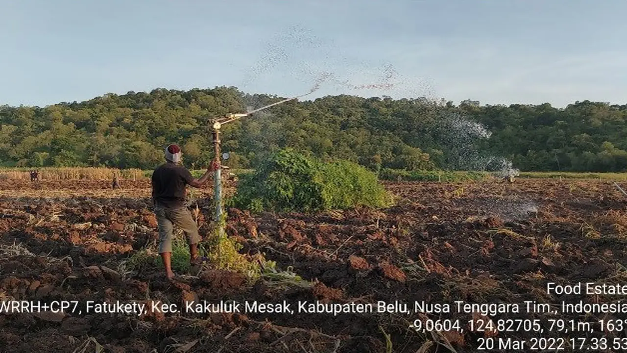 Dinas Pertanian Belu Bantah Food Estate Gagal, Faktanya Adalah Lahan Belum Ditanami