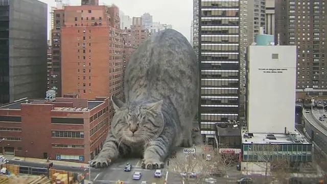 Cats in the town