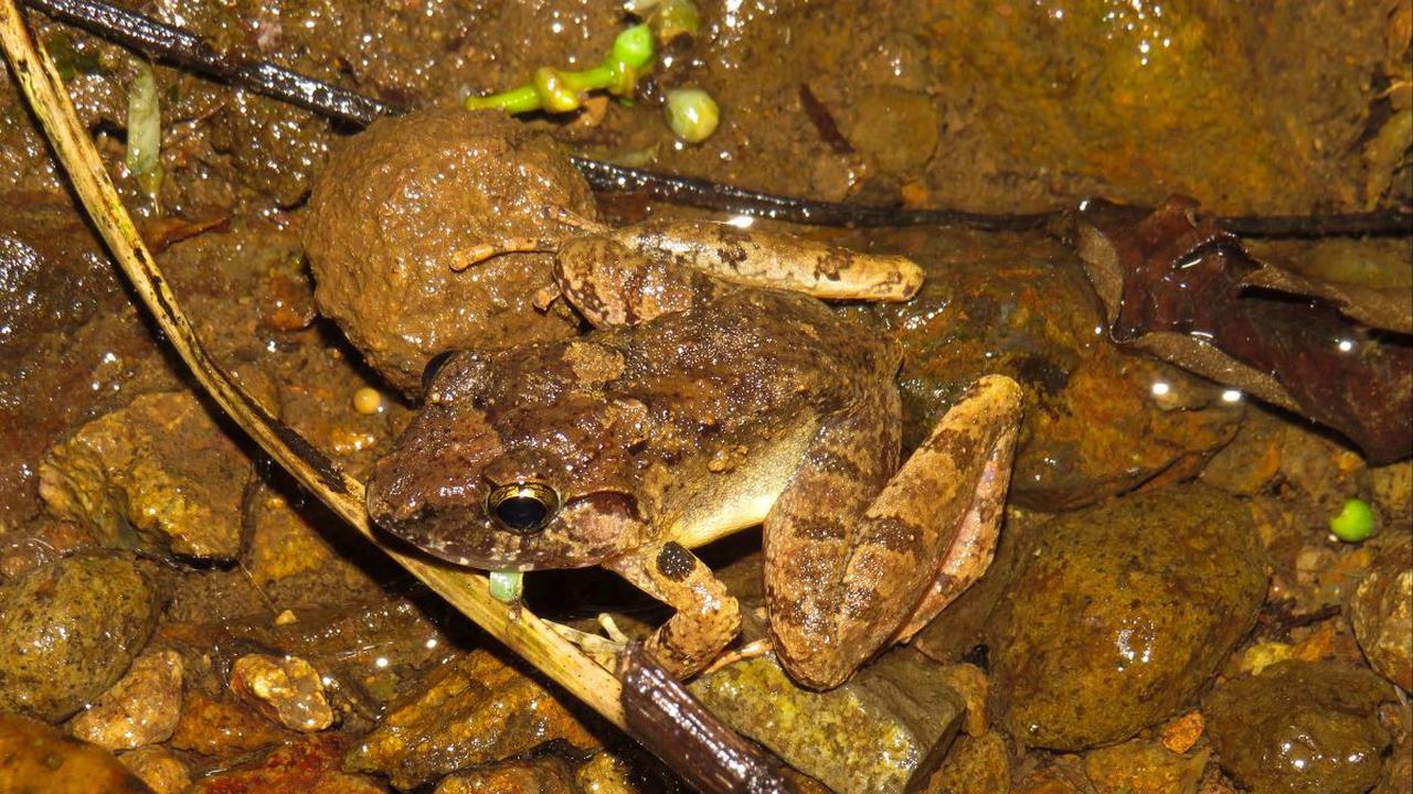 1. Katak Genus Limnonectes Bertarung dengan Taring Mereka<br>