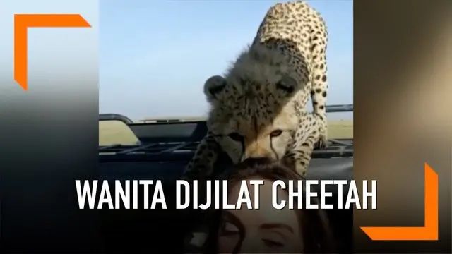 Seorang wanita dijilat cheetah di Serengeti National Park, Afrika. Saat itu ia tengah bersafari dengan sang suami.