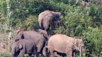 Detik-detik Petani di Bener Meriah Tewas Diamuk Kawanan Gajah saat di Kebun, Terinjak di Perut