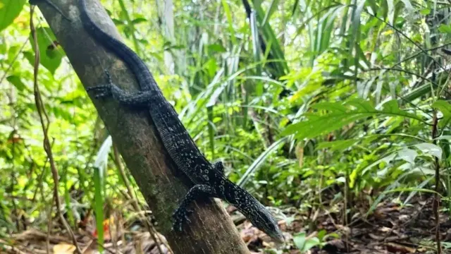 Biawak Pohon Tutul Biru/Varanus Macraei/Foto: inaturalist