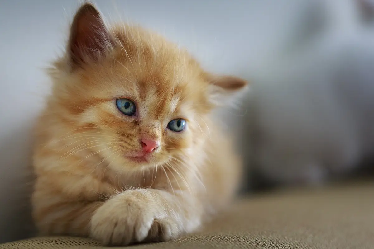 Ilustrasi Kucing
