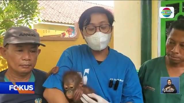 Perbarui informasi Anda bersama Fokus edisi (14/10) dengan beberapa topik pilihan sebagai berikut, Fenomena Hujan Es Terjang Permukiman, Dugaan Malapraktik Usai Operasi Bisul, Bayi Orang Utan Dibonceng Naik Motor.