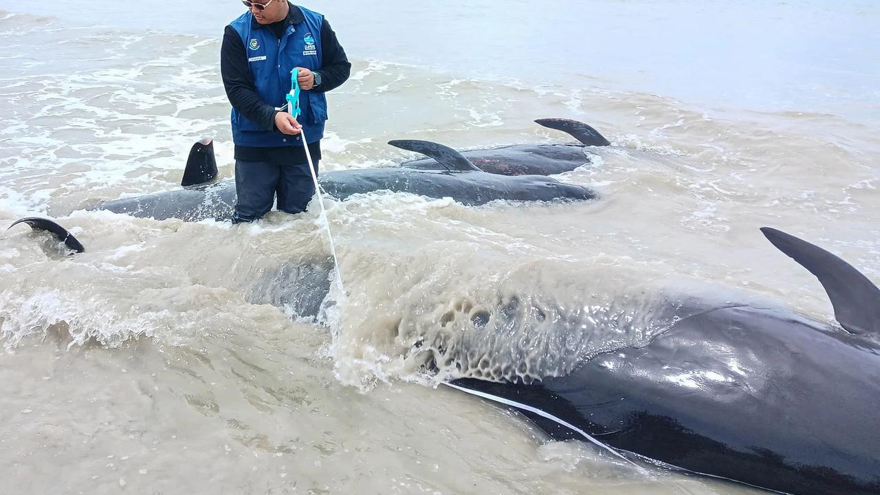 FOTO: Puluhan Paus Pilot Terdampar di Pantai Mbadokai NTT