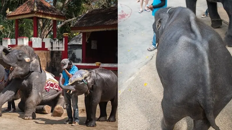 gajah disiksa