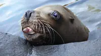 Dikejar Paus Pembunuh, Anjing Laut Minta Tolong ke Pelaut