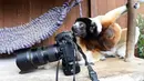 Poppy, sifaka Mahkota betina, memeriksa kamera seorang fotografer dalam kandangnya di kebun binatang Mulhouse, Prancis pada 5 Maret 2019. Sifaka mahkota adalah spesies yang terancam punah dari Madagaskar. (Photo by SEBASTIEN BOZON / AFP)
