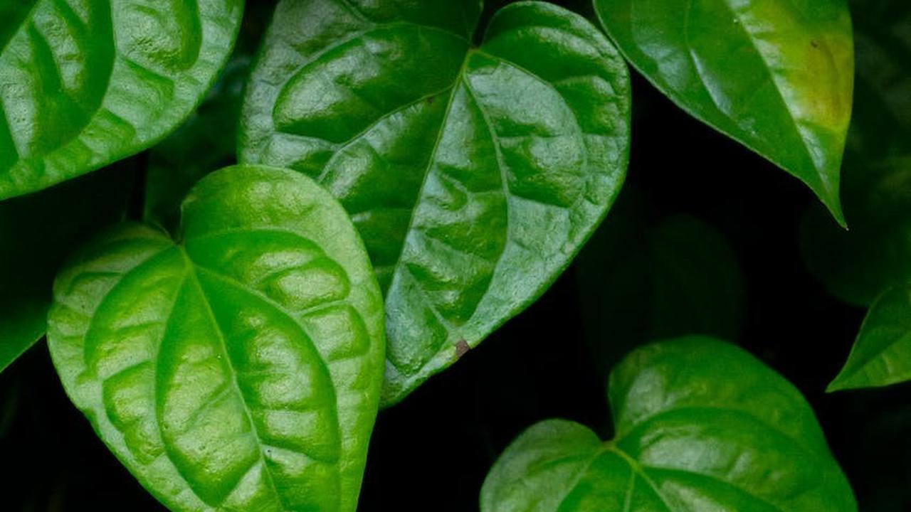 8.&nbsp;Daun Sirih
