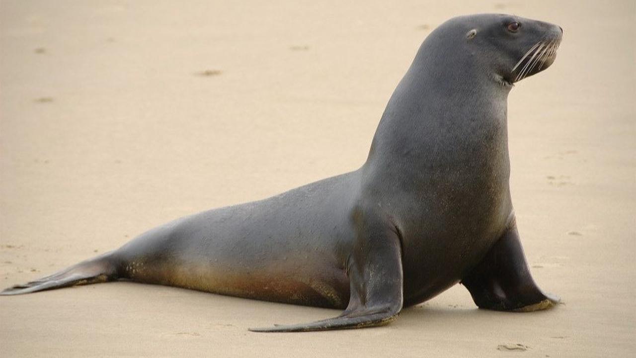 6. Singa Laut Galápagos