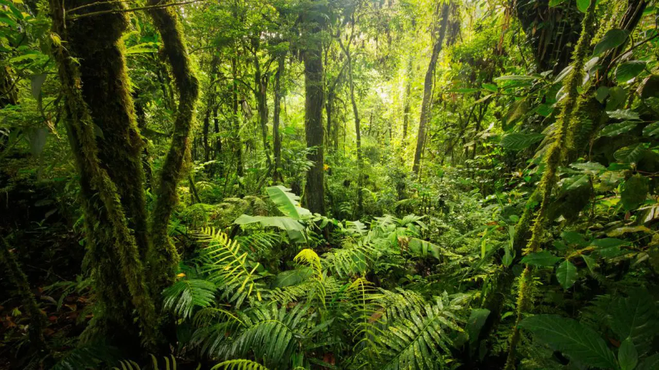 Ilustrasi hutan