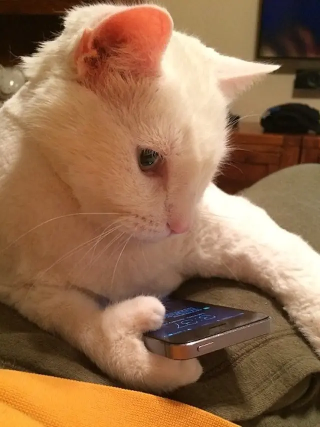 6 Aksi Kucing Berlagak Seperti Manusia, Gemas Banget