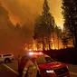 Api membakar pepohonan di  89 utara Greenville di Plumas County, California, Selasa (3/8/2021). Kondisi kering dan berangin telah menyebabkan peningkatan aktivitas kebakaran saat petugas pemadam kebakaran memerangi kobaran api yang berkobar pada 14 Juli. (AP Photo/Noah Berger)