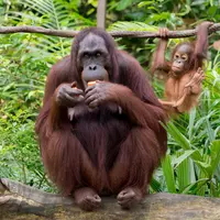 Dukung pelestarian orang utan di Hutan Lindung Wehea-Kelay, Kalimantan Timur, Kiehl’s menggelar kampanye #PelukUntukOrangUtan. (pexels/brett jordan).