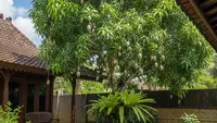 13 Pohon Buah untuk Ketahanan Pangan Keluarga, Solusi Pekarangan Produktif di Rumah