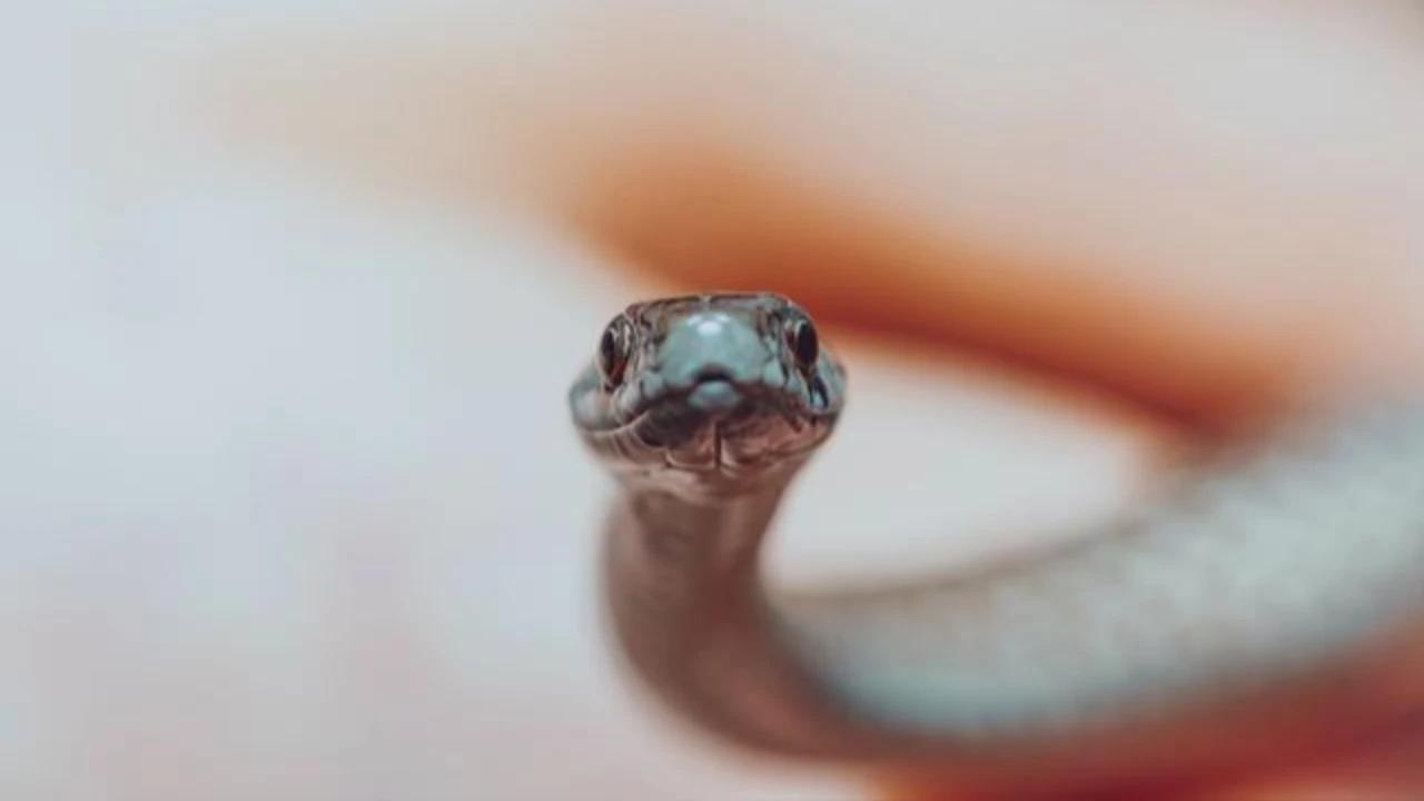 9 Ciri-Ciri Ada Anak Ular di Halaman Rumah yang Harus Diwaspadai