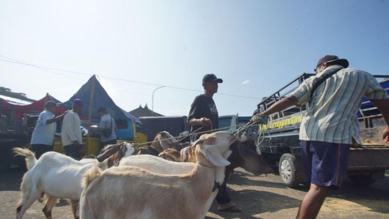 Penjualan Hewan Ternak Gunungkidul Meroket Jelang Idul Adha, Disdag Catat Kenaikan Signifikan