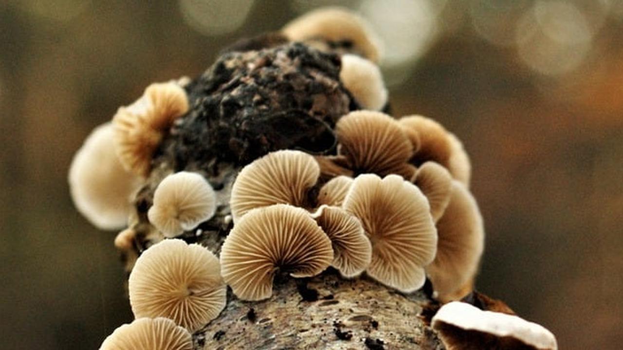 10 Manfaat Jamur Maitake untuk Kesehatan, Menurunkan Gula Darah hingga Cegah Kanker