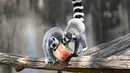 Lemur memakan buah-buahan beku untuk mendinginkan diri saat suhu mencapai 37 derajat Celcius di kebun binatang Bioparco di Roma, Italia pada 16 Agustus 2021. (Andreas SOLARO / AFP)