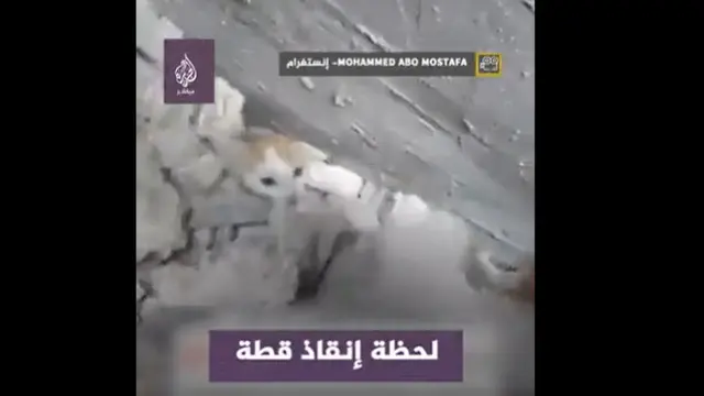 Penyelamatan Kucing yang Tertimbun Reruntuhan di Gaza Palestina. Foto: tangkapan layar Twitter @albahriali3.