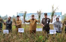 Fakta Unik, Gubernur Babel Gelar Panen Raya Padi: Langkah Strategis Wujudkan Kemandirian Pangan Babel